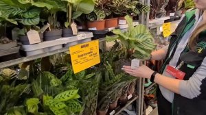 Где купить редкие комнатные растения? Приглашаем вас на видеообзор новой поставки в Гринвилль!