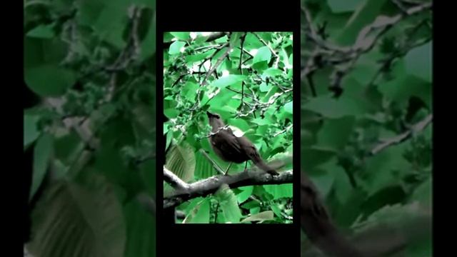 Песня кошачьего пересмешника в природе