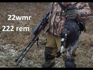 22 WMR ОПТИКА ПРИЦЕЛ ПЛАНКА КОЛЬЦА ДИСТАНЦИЯ