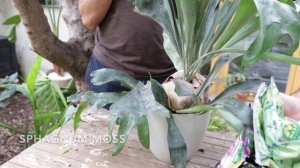 Repotting our huge staghorn fern (Platycerium bifurcatum) in a basket