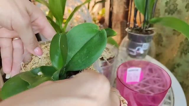 Вы Знаете Как Спасти ГНИЛУЮ ОРХИДЕЮ всего 1 Дешёвой ТАБЛЕТКОЙ ? смотреть онлайн