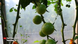 ОЧЕНЬ ПОЛЕЗНЫЙ ДЛЯ ЗДОРОВЬЯ ТОМАТ ЧЕРРИ КИРИНО