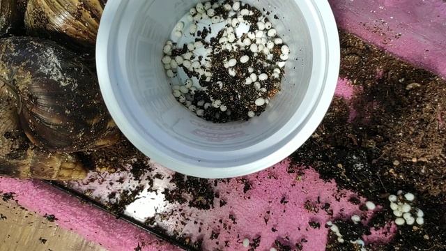 Улитка ахатина родила и уснула))) Зима однако... смотреть онлайн