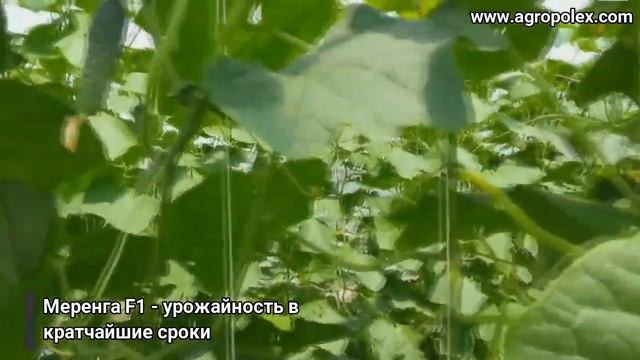 Огурец Меренга - урожайность в кратчайшие сроки смотреть онлайн