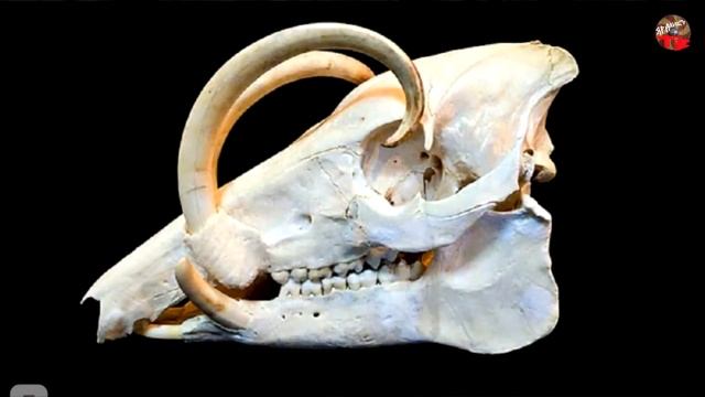 2 94 Кто научил рисовать древних азиатов.Народы. Времена. Герои смотреть онлайн