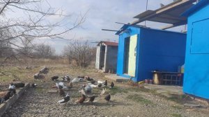 Голуби СВГ Сергиенко Д.С. 03.11.2023