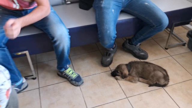 Чип под кожу собаке. Турецкий паспорт. Стрижка когтей. смотреть онлайн