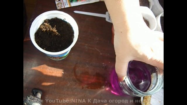 ПЕРЕЦ БЕЗ ПИКИРОВКИ! РАССАДА ПЕРЦА! СПОСОБ ВЫРАЩИВАНИЯ ПЕРЦА! ДВА ПЕРЦА В ОДНОЙ ЛУНКЕ