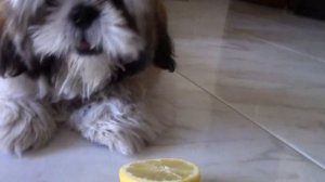Приколы-Щенок ши-тцу впервые пробует лимон