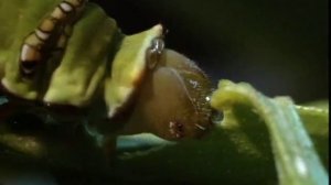 Ротовой аппарат насекомых