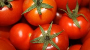 Вред помидор - это нужно знать