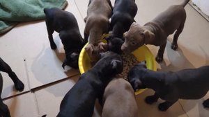 Кормим щенков питбуля