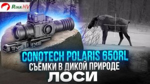 Conotech Polaris 650RL - съёмки лосей на тепловизионный прицел!