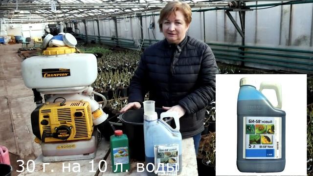 Первая весенняя обработка саженцев роз в 2020 году!