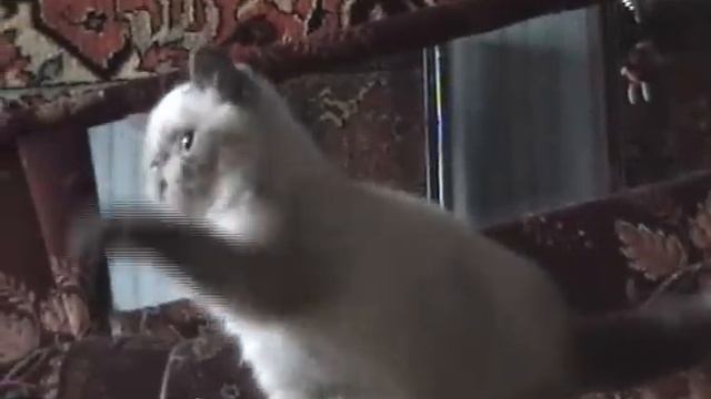 Барбарис САН-Эжени - экзот сил-пойнт смотреть онлайн