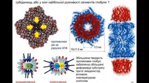 14. Механізм дії ферментів