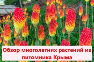 Растения из питомника Крыма.mp4