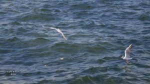 Гитара - Скрипка - Пианино / Невероятно Красивая Романтическая Музыка