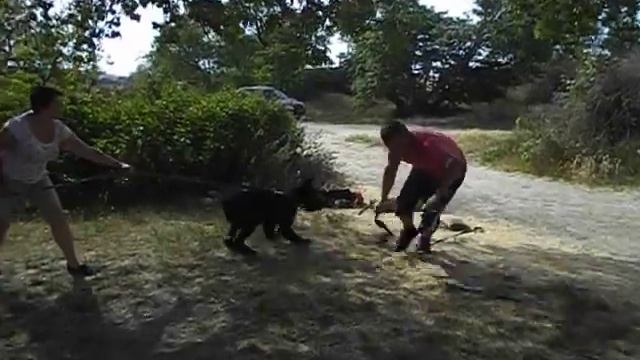 Ризеншнауцеры. юниоры. Обучение. Защита. ознакомление смотреть онлайн