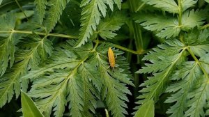 Фрачник обыкновенный (лат. Lixus iridis)