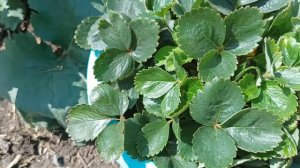 Земляника с розовым цветом.