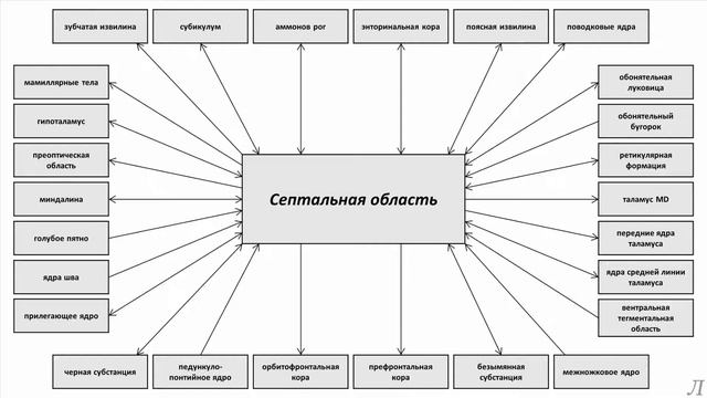 11.29.1 Подробное разъяснение. Септальная область. Часть первая смотреть онлайн