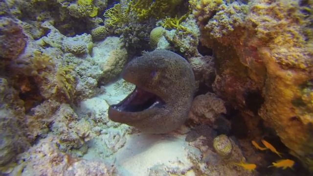 дайвинг Хургада смотреть онлайн