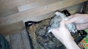 Вскармливание 10-ти дневных крольчат-сирот