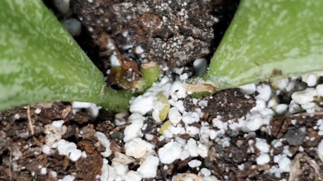 ХОЙКИ МАЛЫШКИ ?? ЗАДВИГАЛИСЬ, НО НЕ ВСЕ смотреть онлайн