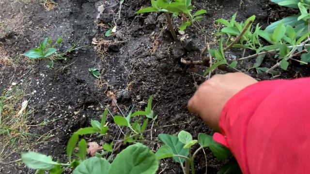 Гортензия Пять Эффективных Способов Размножение