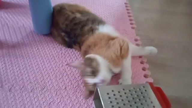 Моя кошка муся , любит играть и треться о терку для овощей! смотреть онлайн