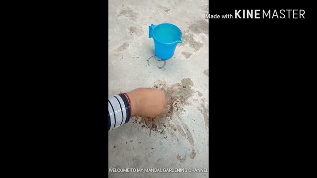 air layering of Sthol Poddo , sthal kamal , Changeable Rose, Chinese rose, Hibiscus mutabilis смотреть онлайн