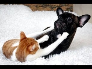 🐈 Кот и пес! Безжалостные друзья! 😺 Подборка котов и собак для хорошего настроения! 😻