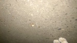 Котёнок съел огромного паука