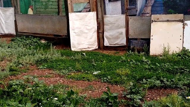 Начинаем тест комбикорма Виамин на Русской хохлатой породе кур!!! смотреть онлайн