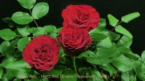 Как распускается роза  Херц Асс - Herz Ass (Evers Германия, 1998)