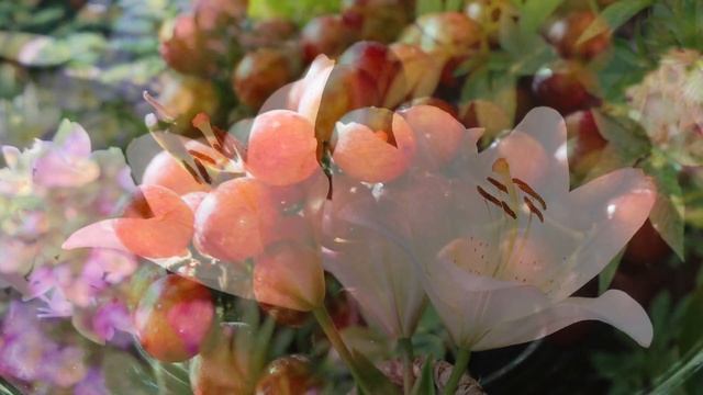 Crocosmia Lucifer 293 смотреть онлайн