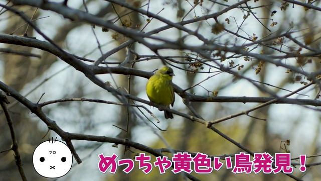 ついにあれを購入！最安の野鳥撮影カメラで野鳥撮影！野生の動物たち Nikon COOLPIX P950 смотреть онлайн