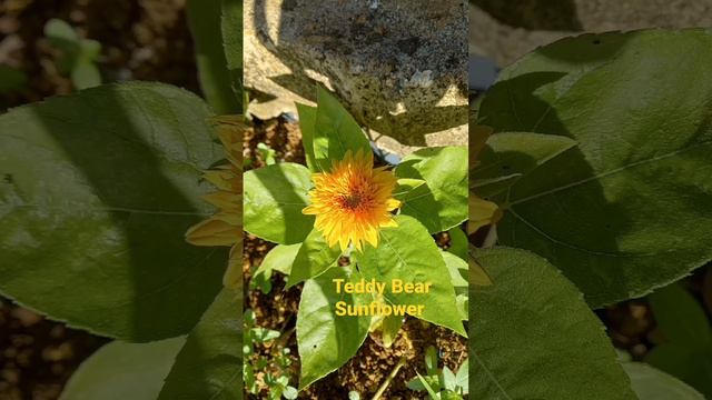 Teddy Bear Sunflower #sunflower #sunflowers #teddybearsunflower #flowers #gardening #plantlover