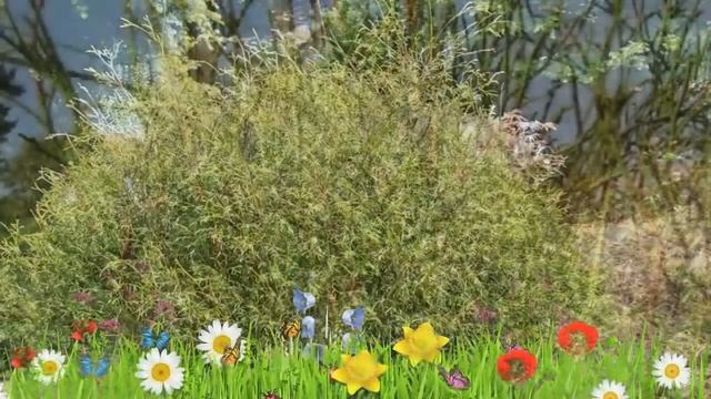 Туя западная (ohlendorfii) ? Обзор: посадка и уход. крупномеры туи : описание и особенности смотреть онлайн