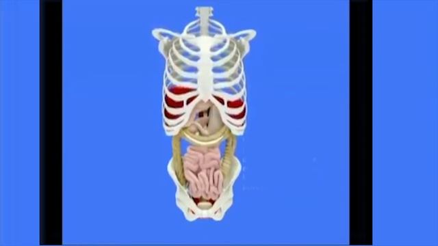 диафрагмальное дыхание, глубокое дыхание,гортань. Что общего ?