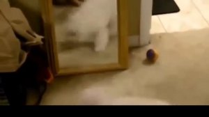 Самое смешное видео. Животные и зеркало.