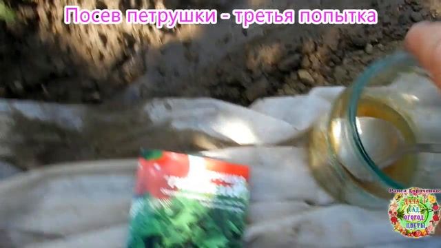 Посев петрушки - третья попытка