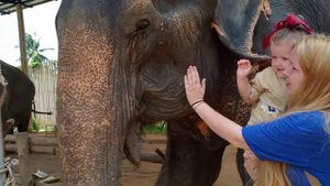 #34. Elephant Jungle Cafe, Phuket. Sonia feeding elephants / Кафе где можно покормить слонов, Пхуке