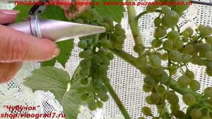 Виноград технический, винный СОЛЯРИС (Пузенко Наталья Лариасовна)