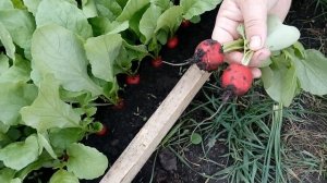 Любимые сорта редиски  в реальности + секреты выращивания !!!!