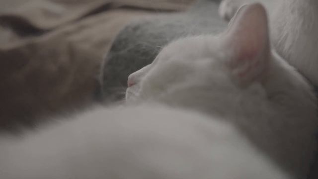 Мурчание кота. Мурлыкающий кот для сна и Здоровья. Purring cat for sleep and health.