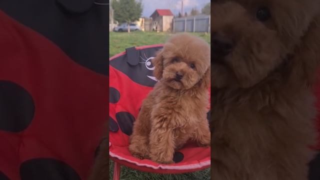 Девочка красавица той пуделя смотреть онлайн