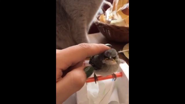 Кошка скребёт на свой на хребет