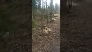 Пустошь вместо леса - Клинский район, д. Ногово, СНТ Нудоль